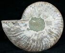 Split Ammonite Fossil (Half) #6888-2